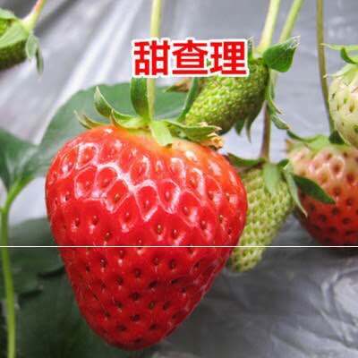平邑县新品甜查理草莓苗 基地直销 南北适种品种对版 现挖现发