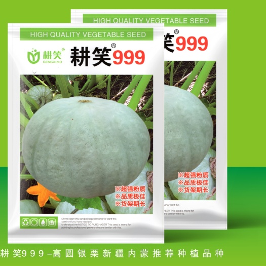 金塔县银栗南瓜种子  南瓜种子 银栗南瓜 银 灰南瓜种子批发