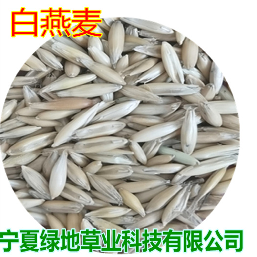 隆德县白燕麦种子牧草种子饲料作物 耐寒耐旱绿肥 白燕麦种子供应