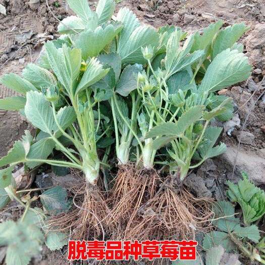 平邑县章姬草莓苗  奶油草莓苗 品种对版 南北适种 现挖现发 死苗补发