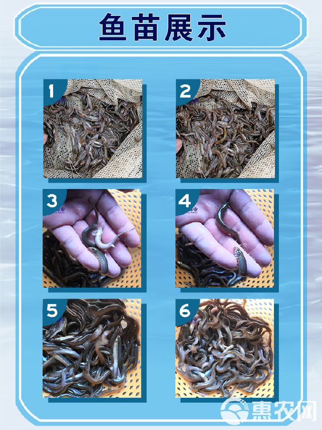  【苗场直销】优质泥鳅苗 杂交泥鳅苗 青泥鳅苗