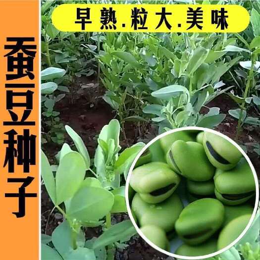 秋季蚕豆种子耐寒蔬菜种孑农家大田播种特级大青蚕豆籽种胡豆种