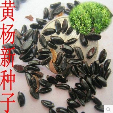 林木种子瓜子黄杨种子小叶黄杨山黄杨万年青豆板黄杨实拍种子