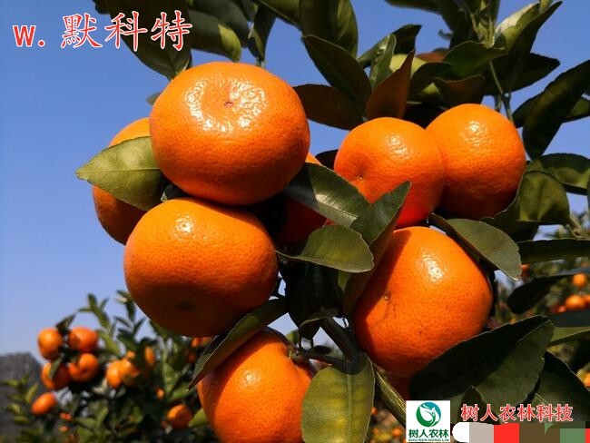 常德默科特柑苗 W.默科特 基地直供 签订合同 品种纯度保证