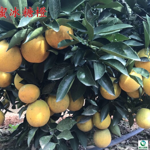 常德锦蜜冰糖橙苗 锦蜜冰糖橙 基地直供 签订合同 品种纯度保证