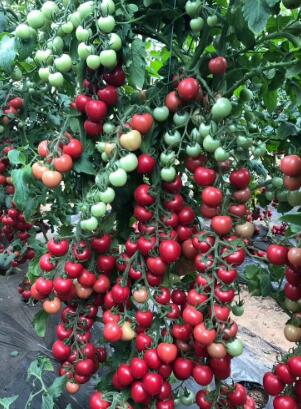 寿光市圣女果苗 各种颜色小番茄苗 黄色 绿色 紫色 黑色小西红柿苗
