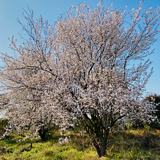  红叶李苗木基地直供紫叶李_四川紫叶李苗木批发_红叶李价格