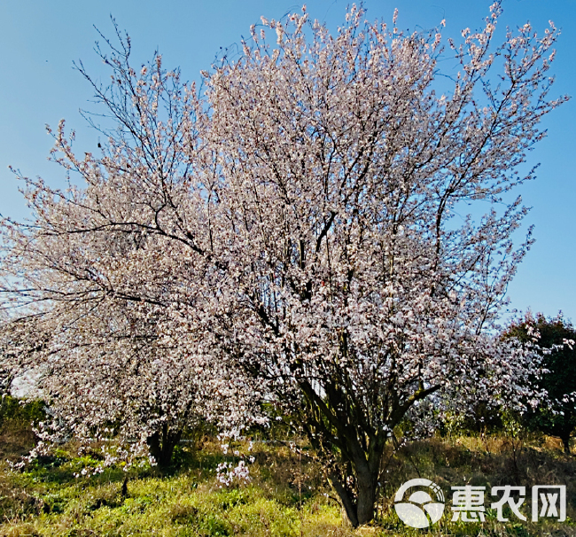  红叶李苗木基地直供紫叶李_四川紫叶李苗木批发_红叶李价格