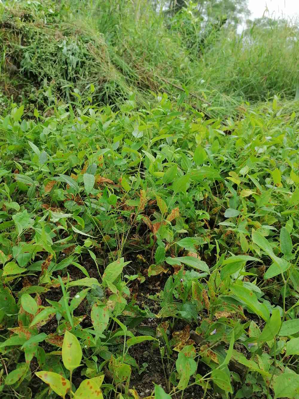 牛尾蕨 植物图片图片