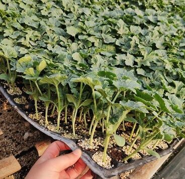 寿光市 京欣西瓜苗 嫁接西瓜苗 抗重茬 抗病西瓜苗