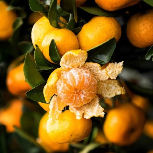 平邑县蜜桔苗  个大皮薄、甘甜无籽、果径4~5cm、当年就能挂果