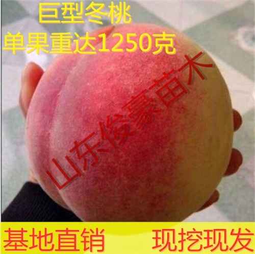 平邑县 【新品推荐】巨型冬桃树苗早晚熟雪桃南北方种植盆栽地栽现挖现发