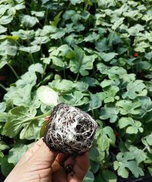 寿光市 8424嫁接西瓜苗 耐低温 早春种西瓜苗品种