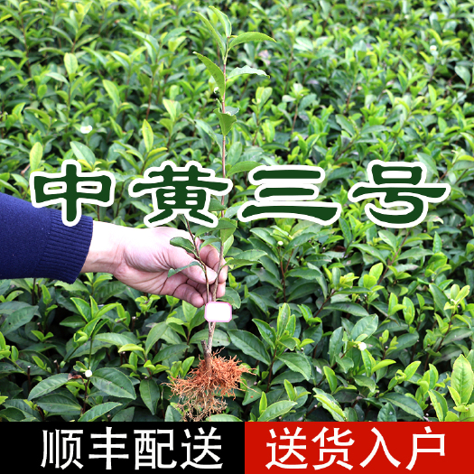 福安市 【全国批发】中黄三号茶树苗 一年生扦插繁殖福建福安批发
