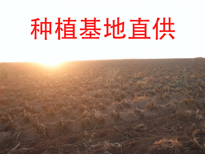 武川县久恩1号 【种植基地直供】供应优质武川马铃薯(品种多样)
