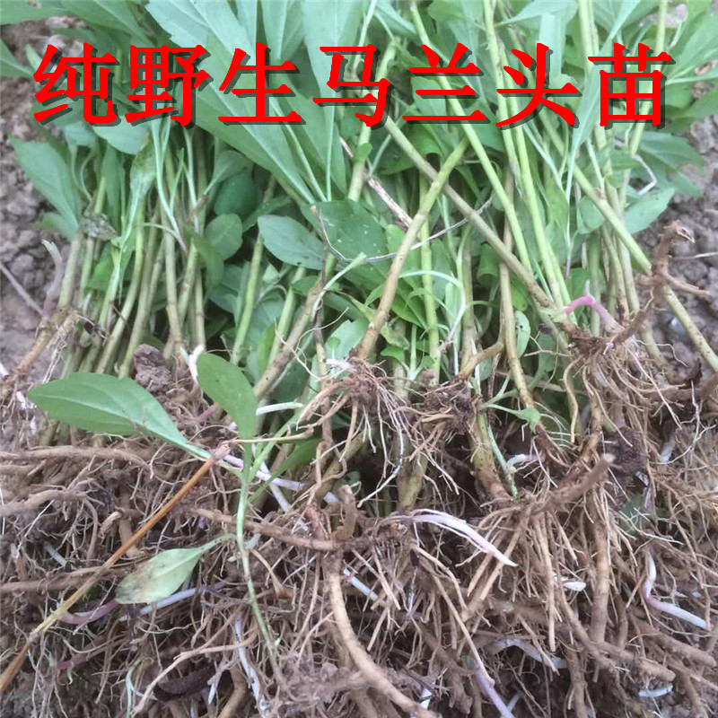 济南基地马兰头种子多年生野菜马兰头种苗路边菊红梗菜四季阳台蔬菜籽