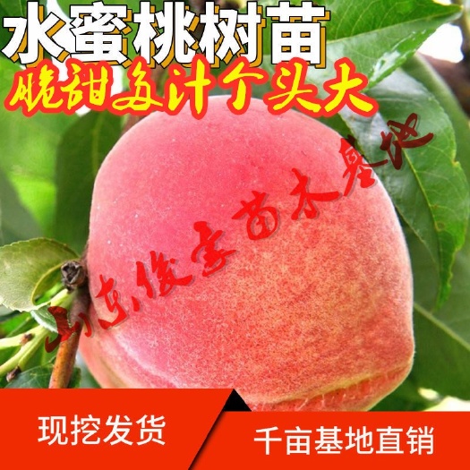 平邑县 水蜜桃苗 特早蜜脆桃 超甜多汁果大南北方种植盆栽地栽现挖现发