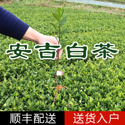 福安市 安吉白茶茶树苗 无性系良种茶苗 福建福安茶苗绿茶白茶厂家直销