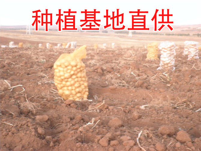 武川县 【种植基地直供】供应优质武川马铃薯、土豆(夏波蒂)