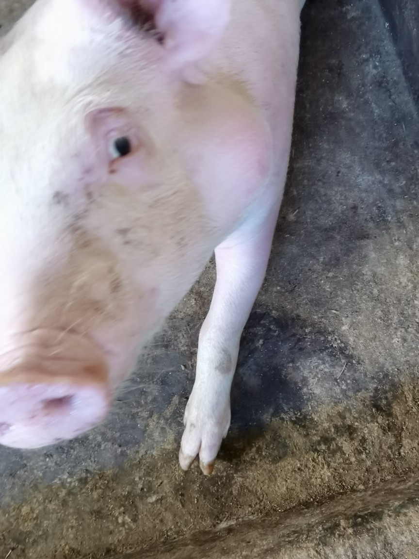 猪脖子长一个大包是怎么回事呢