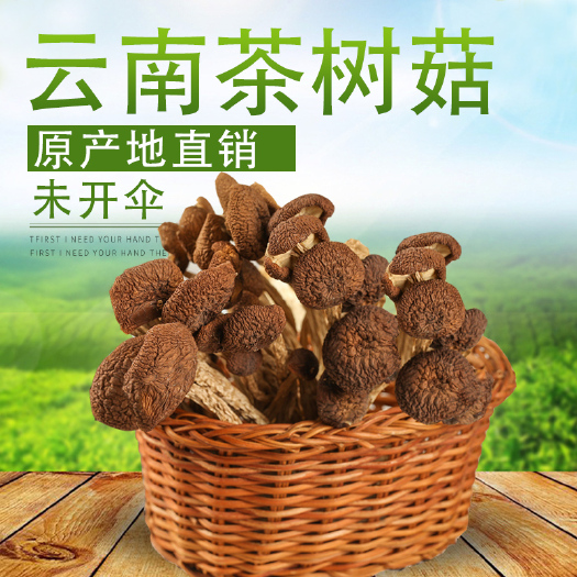 昆明普通茶树菇  云南干货精品 茶树菇 批发 一件代发