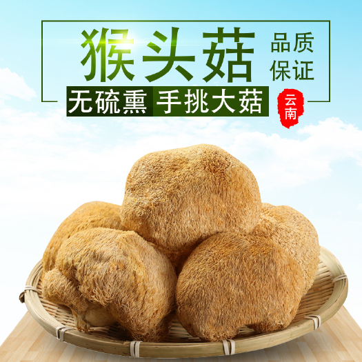 昆明精品 宁德古田猴头菇 产地直发 批发