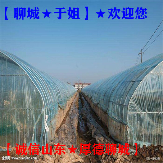 聊城 温室大棚育苗薄膜→育苗用大棚薄膜→【聊城于姐】