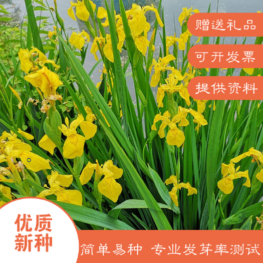 沭阳县黄菖蒲种子  黄菖蒲新种子批发包邮产地直发水生植物种子黄花鸢