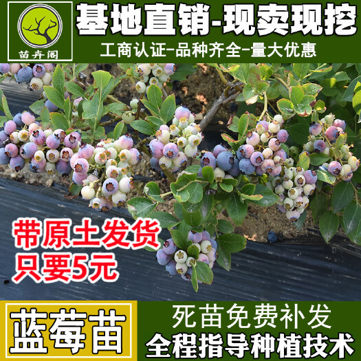 平邑县蓝莓苗  蓝莓树苗盆栽地栽带土阳台南方北方种植当年结果耐寒蓝莓果树树苗