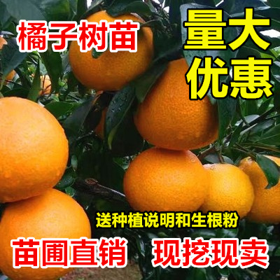平邑县脆皮金桔苗  橘子苗果树苗柑橘盆栽地栽柚子砂糖蜜橘橙子苗沃柑金桔南北方种植