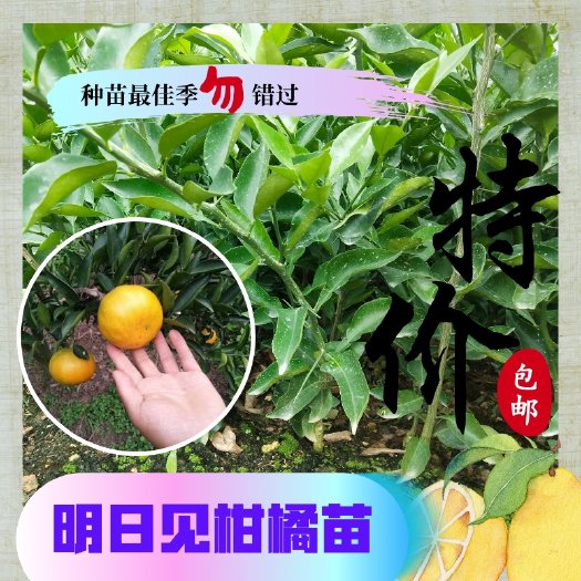 简阳市明日见柑橘苗 签合同包挂果盆栽地栽均可