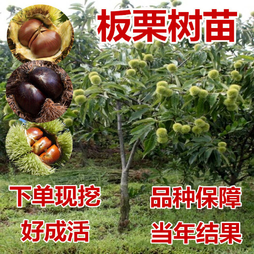平邑县大红袍板栗苗  嫁接板栗树苗大红袍栗子各种水果苗南方北方地栽种植当年结果