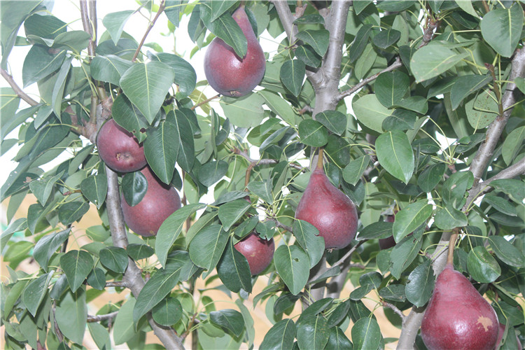 紫巴梨樹苗梨樹苗嫁接果樹苗南北方庭院種植嫁接紅梨樹苗當年結果