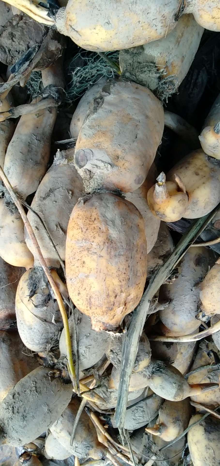 莲藕有这种麻点是什么病怎么预防治疗