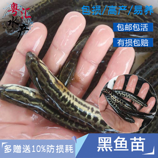 广州 优质黑鱼苗活体淡水鱼生鱼苗财鱼乌鱼乌鳢鱼苗放生冷水养殖观赏鱼