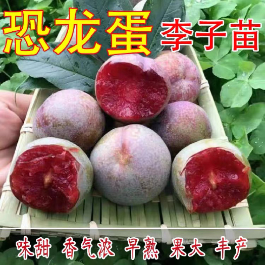 平邑县 嫁接脱骨恐龙蛋李 樱桃李 蜂糖李子树苗南北方种植 当年结果