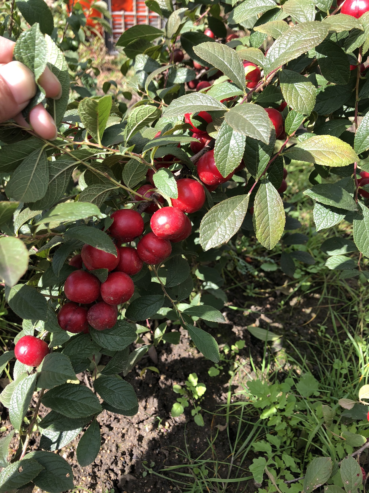 東北抗寒苗木 歐李苗 中華鈣果苗 果樹苗 紅鈣果苗 鈣果四號