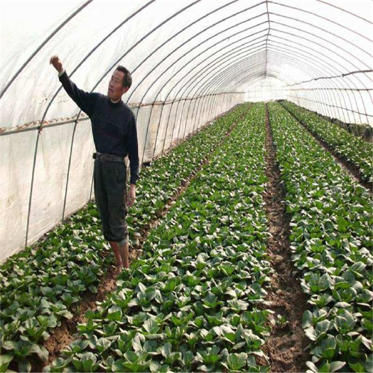 天津种植大棚  大棚塑料膜 养殖大棚塑料膜 塑料大棚薄膜 现货供应