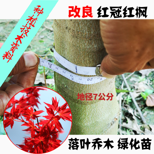 郯城县改良红冠红枫 美国红枫改良品种 长速快耐性佳 观赏彩叶乔木