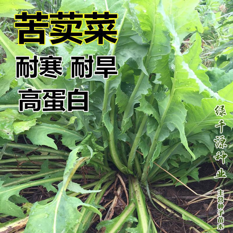 沭阳县青绿饲料   肥猪菜种子苦麦菜种子优质苦麦菜新种子批发包邮
