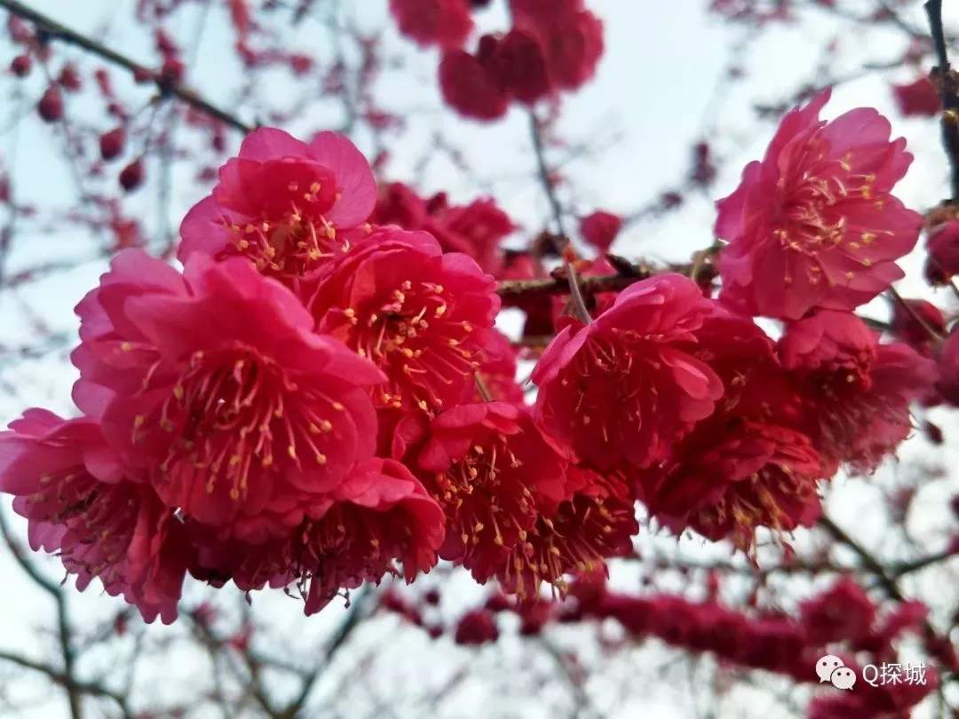  京红早樱 樱花树 樱花 百亩基地 假一罚万