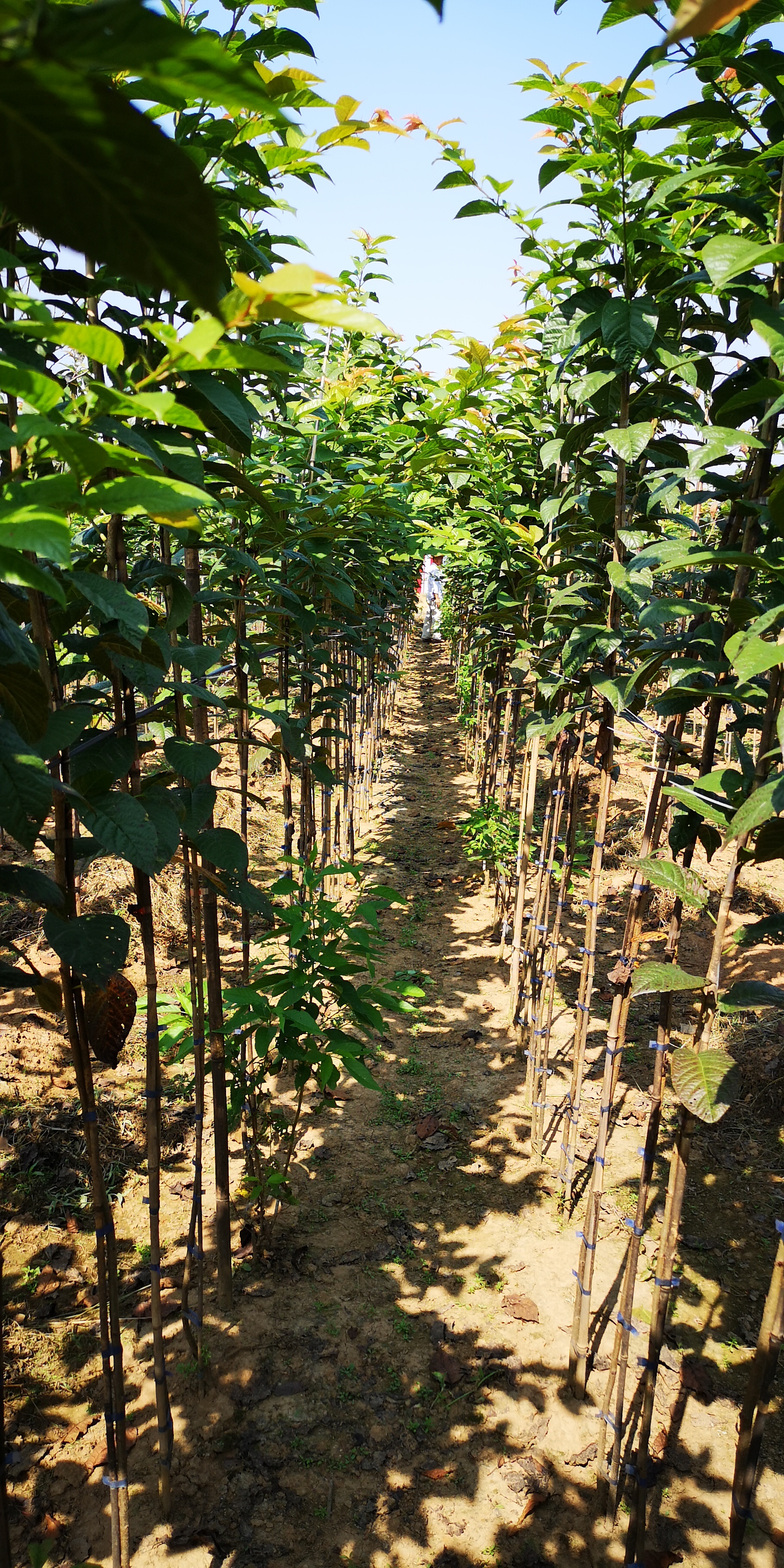  京红早樱 樱花树 樱花 百亩基地 假一罚万