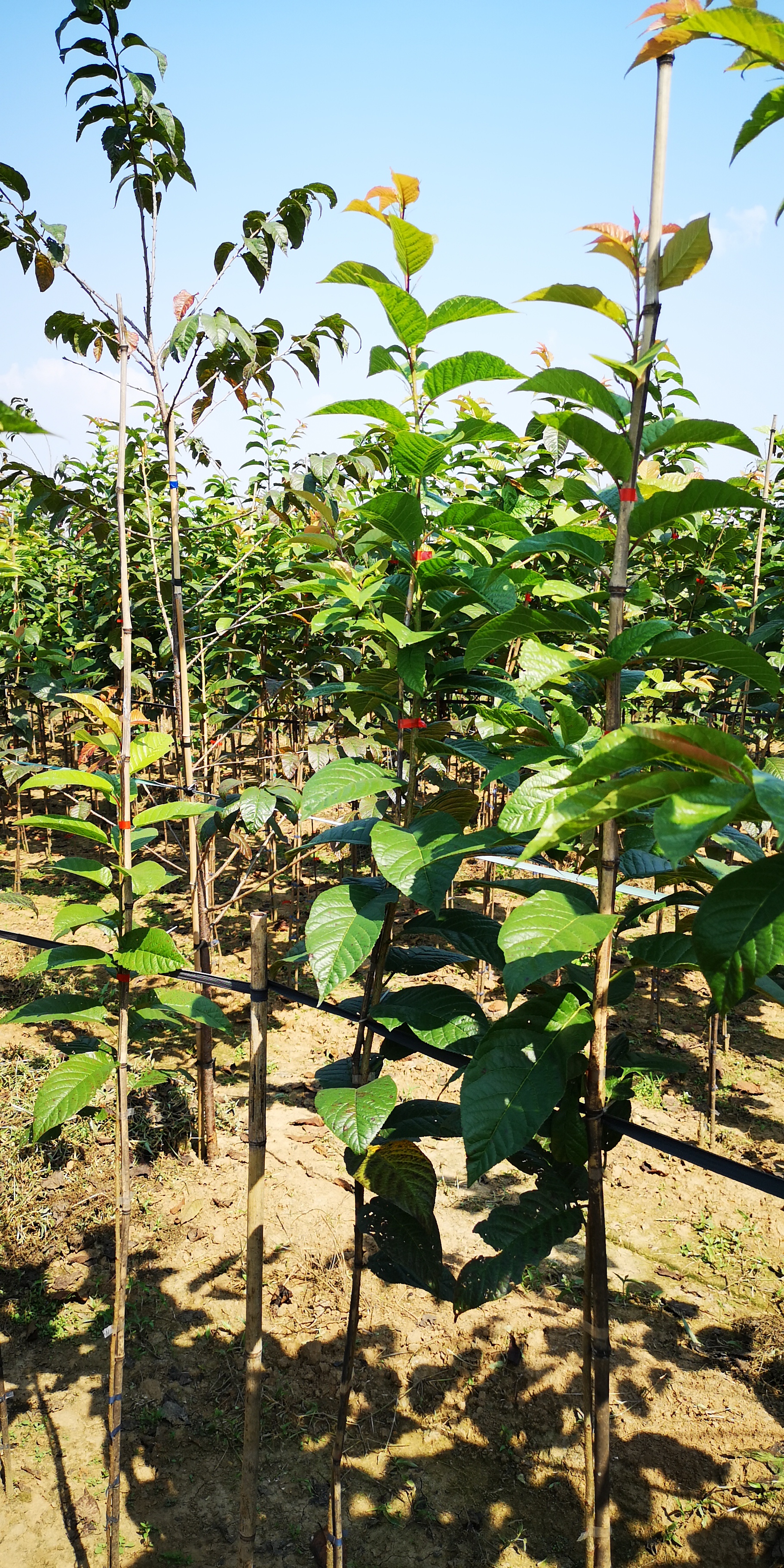  京红早樱 樱花树 樱花 百亩基地 假一罚万