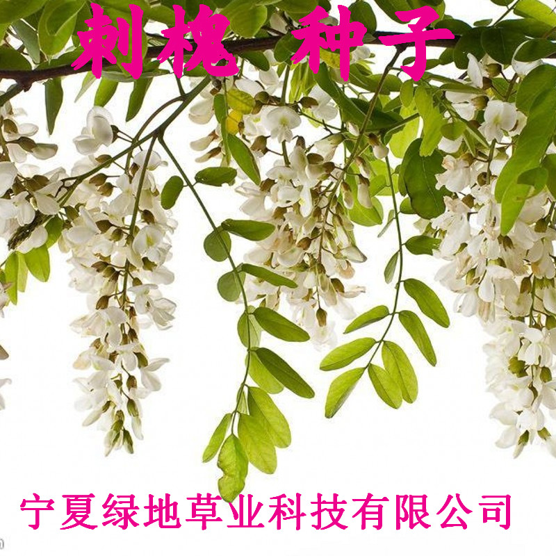 刺槐种子白花槐树红花刺槐林木种子洋槐种子洋槐树苗木籽国槐批发
