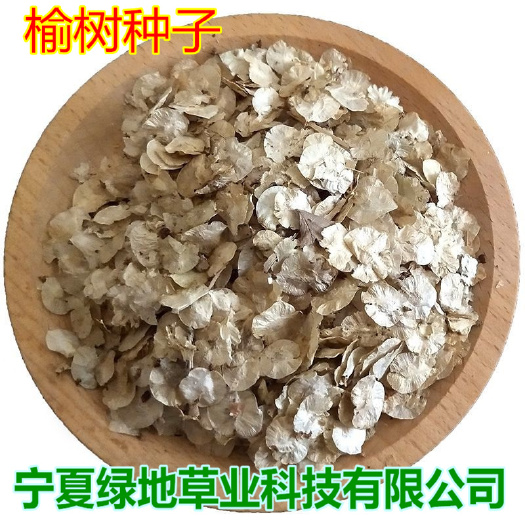 隆德县榆树种子林灌木榆钱子老榆树景观树行道树绿化带篱笆墙榆树种子