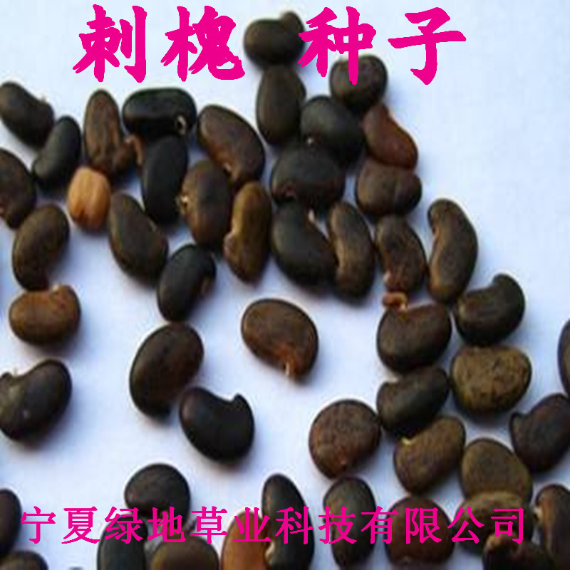 刺槐种子白花槐树红花刺槐林木种子洋槐种子洋槐树苗木籽国槐批发
