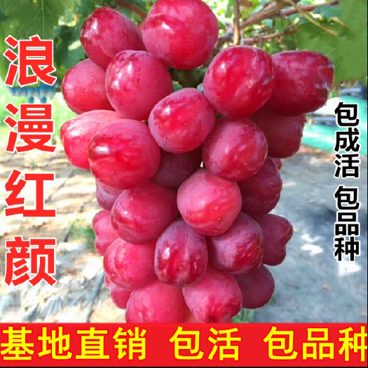 平邑县 葡萄树苗浪漫红颜葡萄苗南北方种植地栽爬藤盆栽嫁接苗