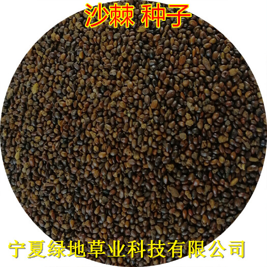 隆德县优质沙棘种子黄酸刺种子酸刺林灌木沙棘树种沙棘籽林木种子批发