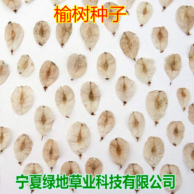 榆树种子林灌木榆钱子老榆树景观树行道树绿化带篱笆墙榆树种子