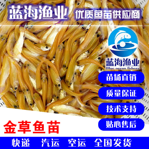鹤山市 优质俄罗斯黄金鲩鱼苗，金草鱼苗，苗场直销，品质保证！